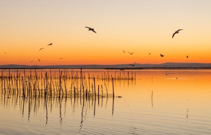 Puesta de sol en la Albufera de Valencia con aves y cañizos reflejados en el agua