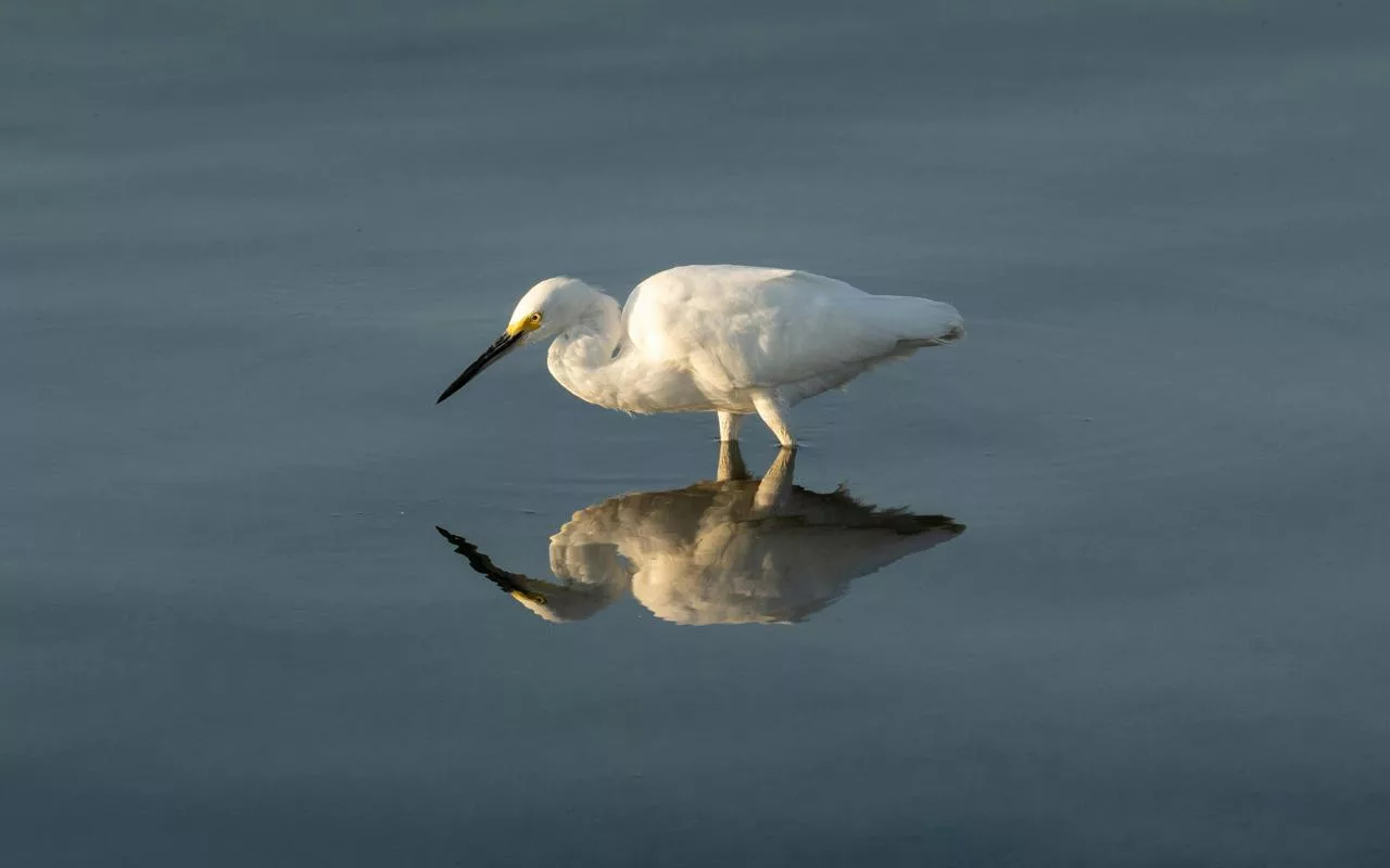 Garza blanca en la Albufera de Valencia reflejada en el agua mientras busca alimento.