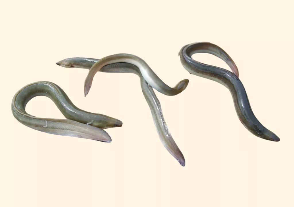 Anguila europea viva capturada en la Albufera de Valencia
