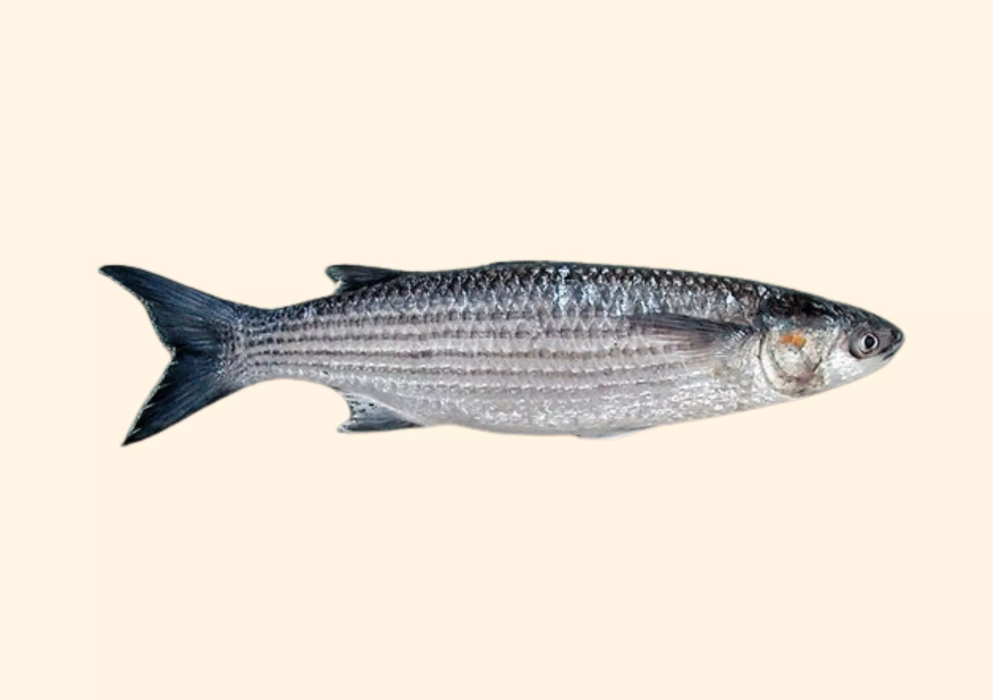 Llisa o grey mullet capturada en la Albufera de Valencia